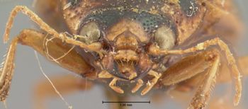 Media type: image;   Entomology 33479 Aspect: head frontal view